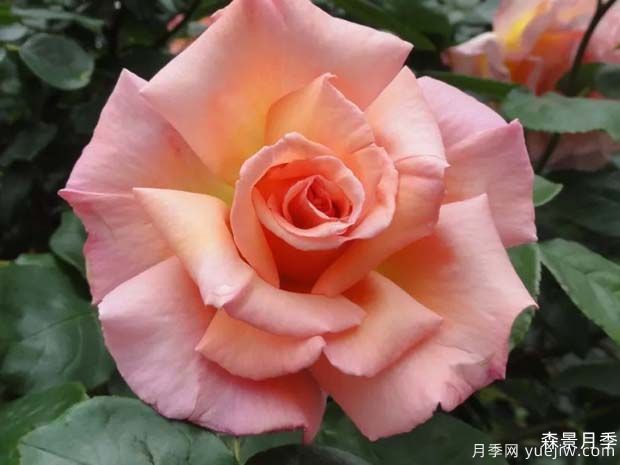 怜悯月季/同情/慈悲/伦敦美人(图1)