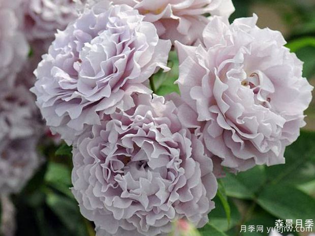 清流月季(图3)