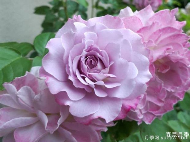 清流月季(图1)