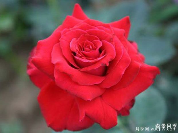 亚历克红月季/亚力克红月季(图3)