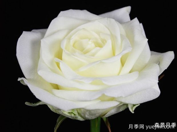 白色艾莎月季(图2)