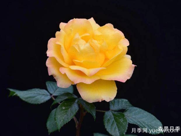 呦呦月季(图1)