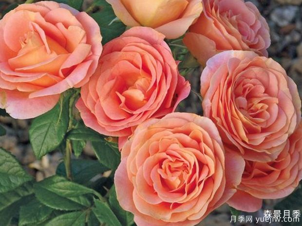 果汁花园月季/果汁庭院月季/孟加拉月季(图2)