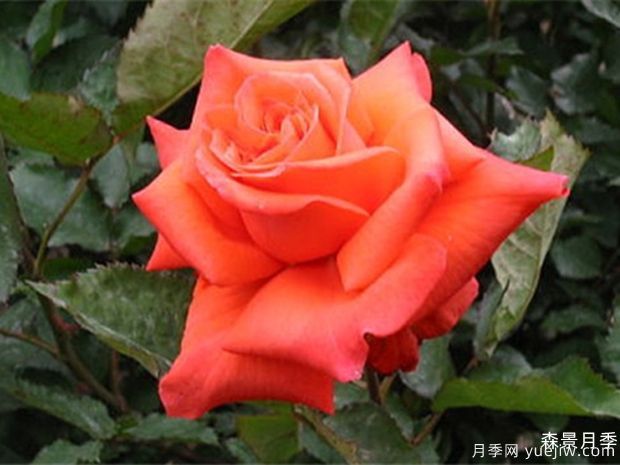月季夫人月季(图2)