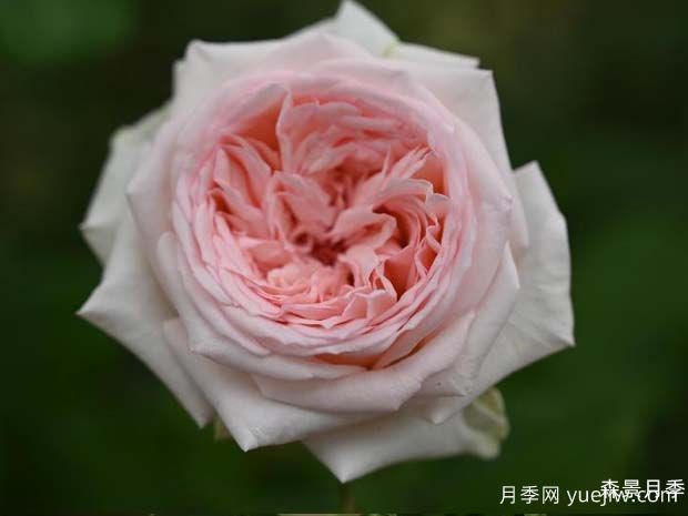 含香月季(图1)