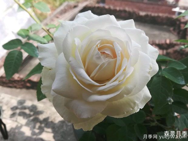 美雪公主月季/蜜柚公主(图3)
