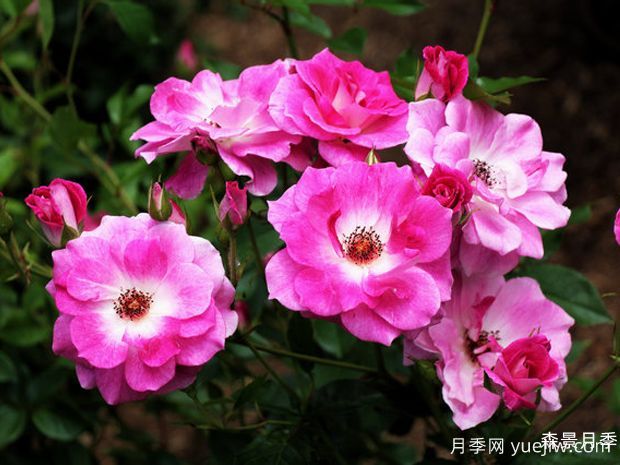 威廉巴芬月季(图1)
