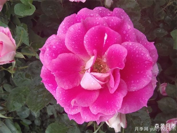 仙境月季(图1)