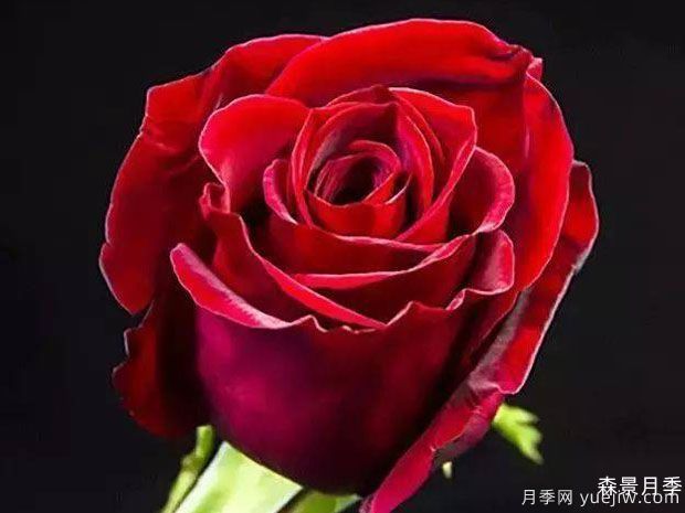 莎萨九零月季/萨莎90/莎莎90(图1)