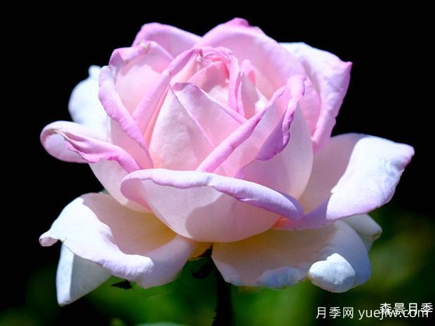 天赐恩宠月季/奇异恩典/自由香氛(图3)