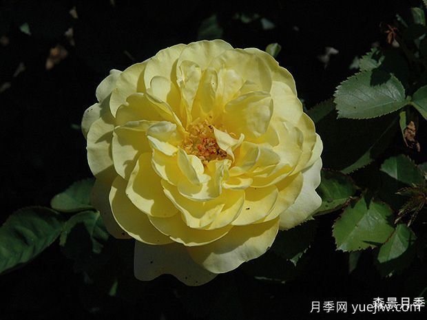 阳光漫步月季(图1)
