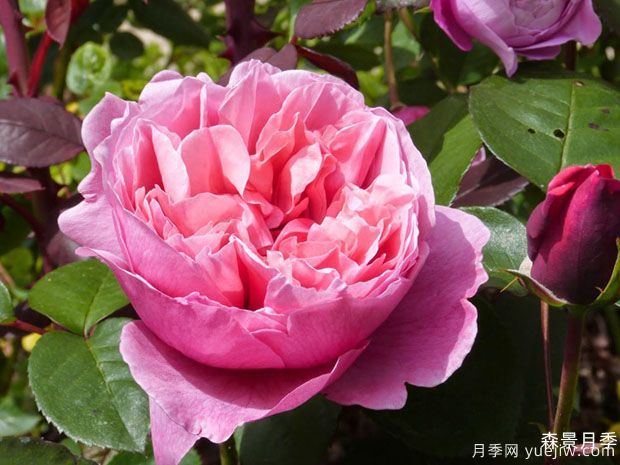 莉娜雷诺月季/英库鲁/英格鲁/极致美味(图2)