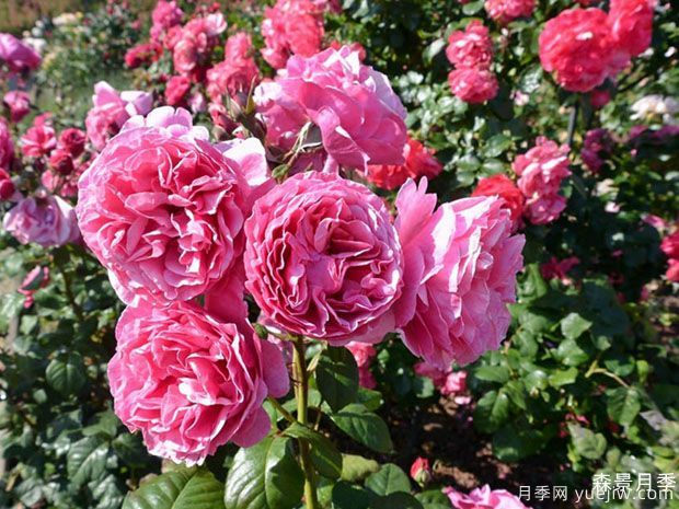莉娜雷诺月季/英库鲁/英格鲁/极致美味(图3)