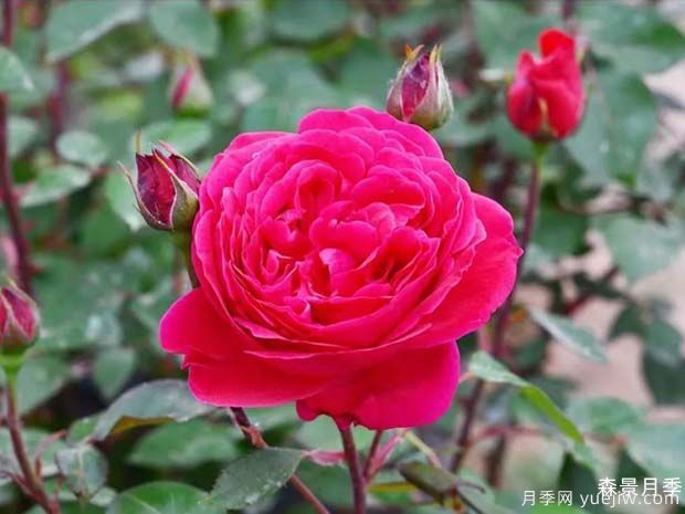 首善之花月季(图2)