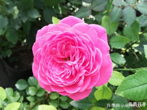 新时代月季(图1)