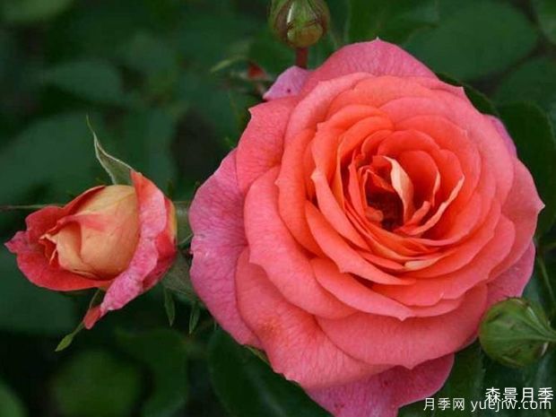 夏日阳光月季/夏阳月季(图2)