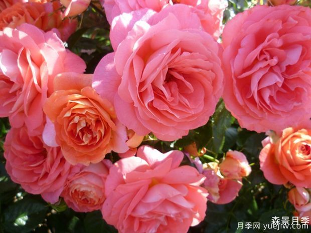 夏日阳光月季/夏阳月季(图1)