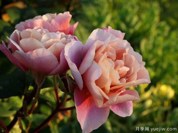 遥远的鼓声月季/妖鼓/遥鼓(图2)