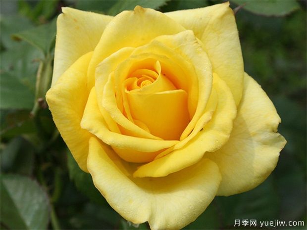 莱茵黄金月季/法尔茨黄金月季(图1)