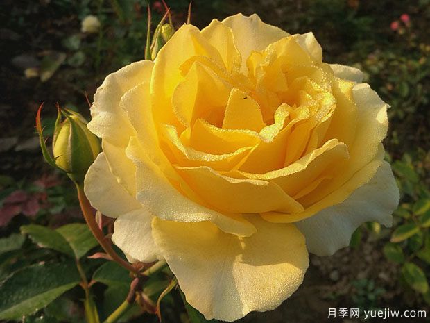 莱茵黄金月季/法尔茨黄金月季(图3)