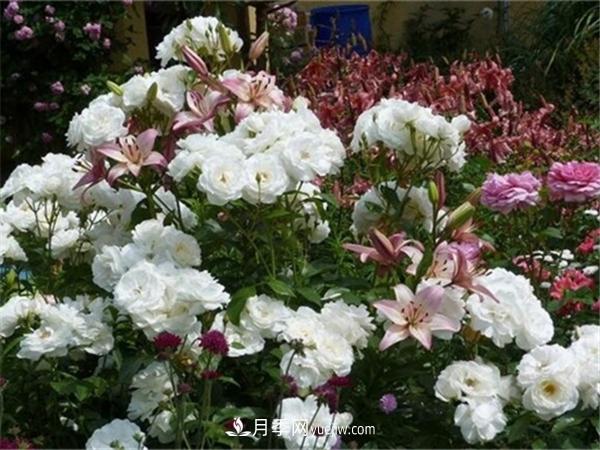 雪花月季(图1)