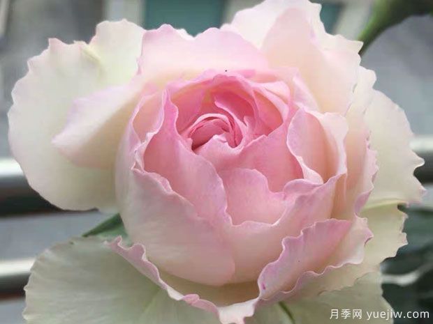 佩尔朱克月季/桃子月季(图2)