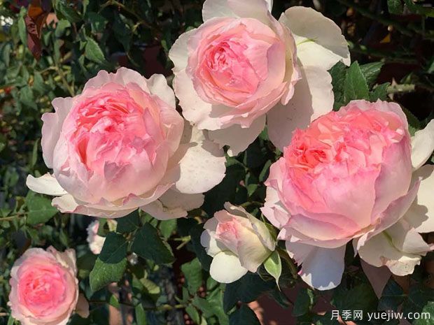 佩尔朱克月季/桃子月季(图4)
