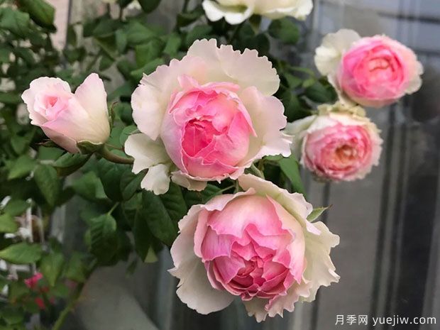 佩尔朱克月季/桃子月季(图3)