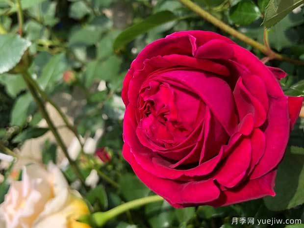 威廉莎士比亚2000月季(图4)
