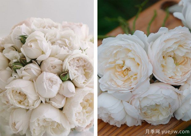 格拉米斯城堡月季(图6)