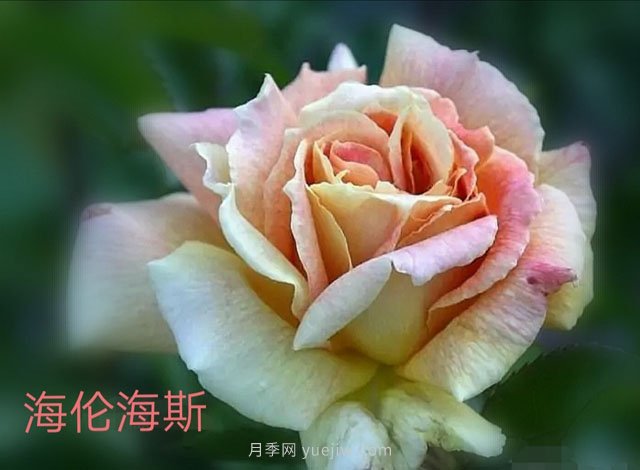 海伦海斯月季(图1)