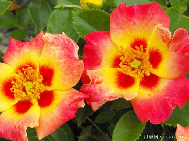 阳光巴比伦眼睛月季(图4)
