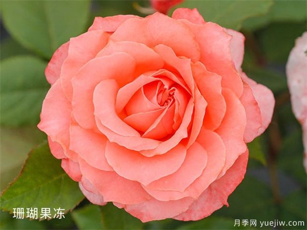 珊瑚果冻月季(图6)