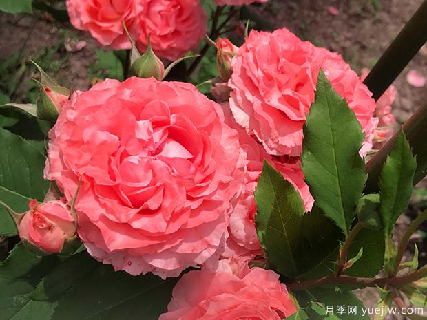 珊瑚果冻月季(图1)