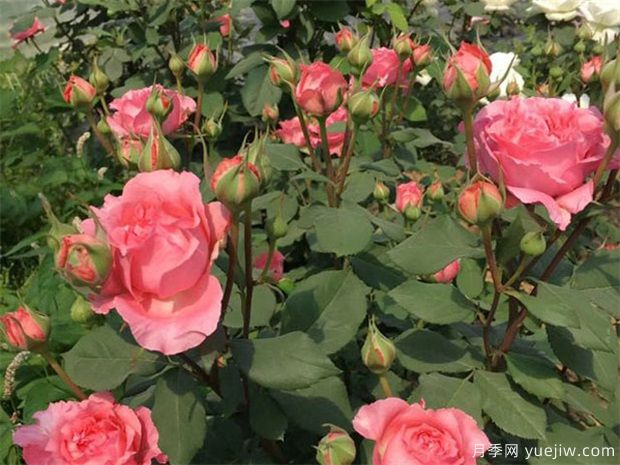 珊瑚果冻月季(图3)