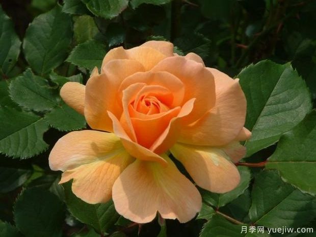 甜蜜香水月季/蜂蜜香水月季(图2)