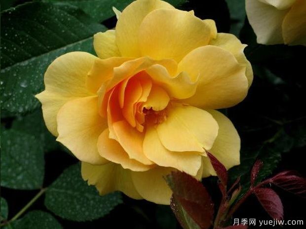 甜蜜香水月季/蜂蜜香水月季(图3)