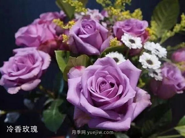 冷香玫瑰(图2)