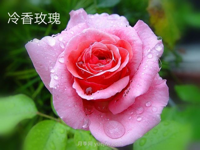 冷香玫瑰(图1)