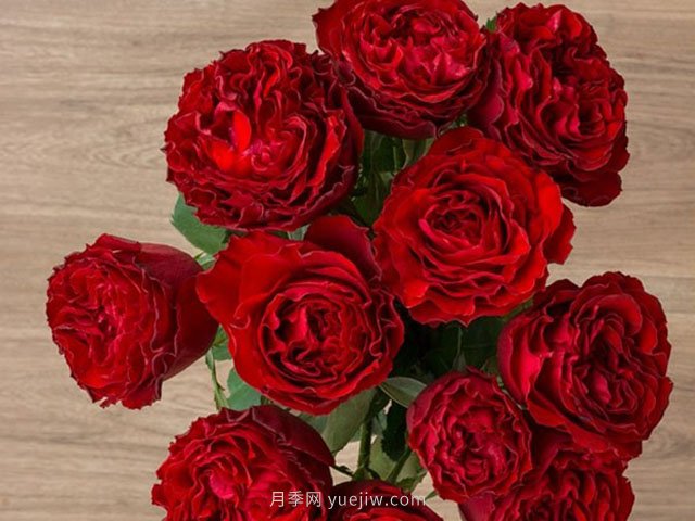 红舞裙月季/丝绸绒光月季(图4)