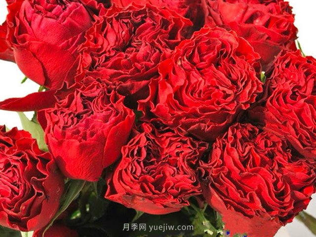 红舞裙月季/丝绸绒光月季(图3)