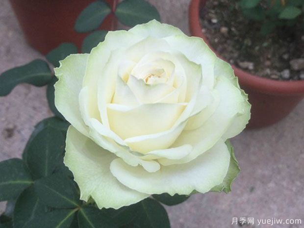 若菜月季(图3)
