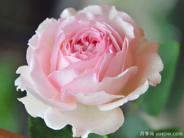 伊芙四号月季/四度芳香月季(图3)