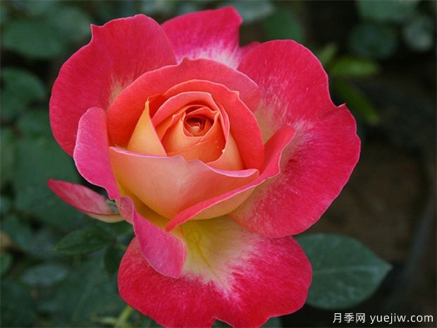 北极风神月季(图1)