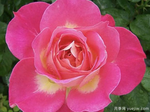 北极风神月季(图2)