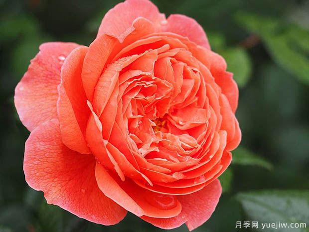 夏日之歌月季/颂夏月季(图1)