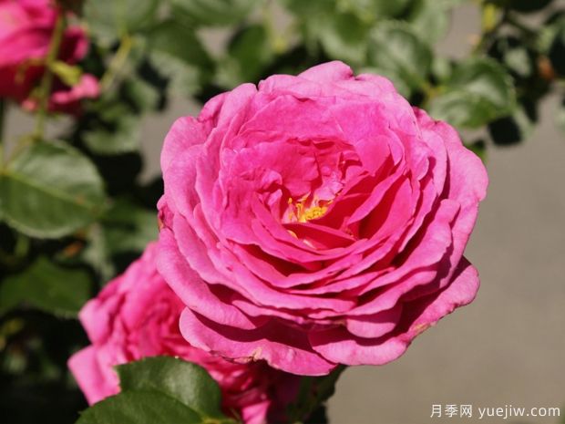 飞吻月季(图1)