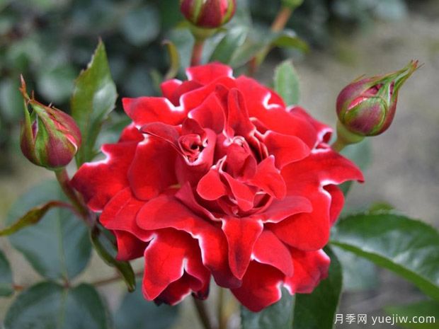 褶边红色夫人月季/红夫人波浪月季(图1)