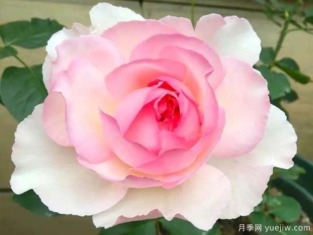 伊芙魂之香水月季(图4)