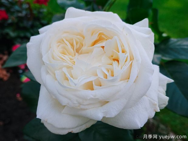 克劳斯达尔比月季(图3)